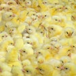 Chicks 1