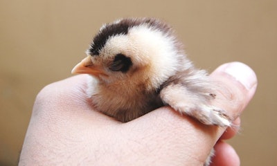 Hand Holding A Chick