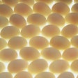 White Eggs Lighted Bkgrnd