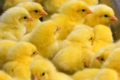 Chicks From Hatchery