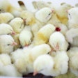 Chicks huddled together during transport are probably too cold or escaping a draft.