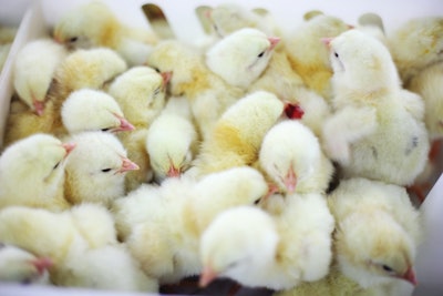 Chicks huddled together during transport are probably too cold or escaping a draft.