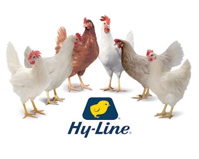Hy Line International Enhanced Laying Hen Genetics 2024