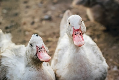 France’s first HPAI vaccination campaign is focusing on ducks, given the role that duck farms have played in previous disease outbreaks.