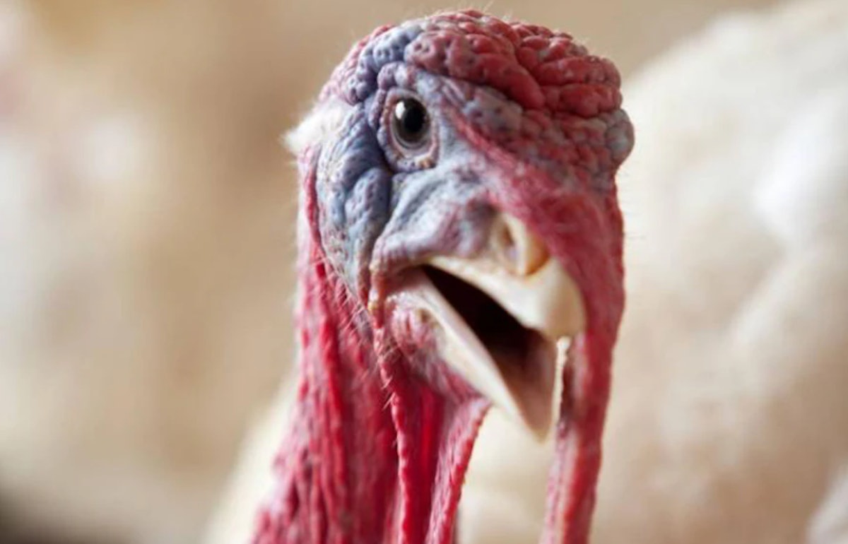 Avian influenza resurfaces in US industrial poultry
