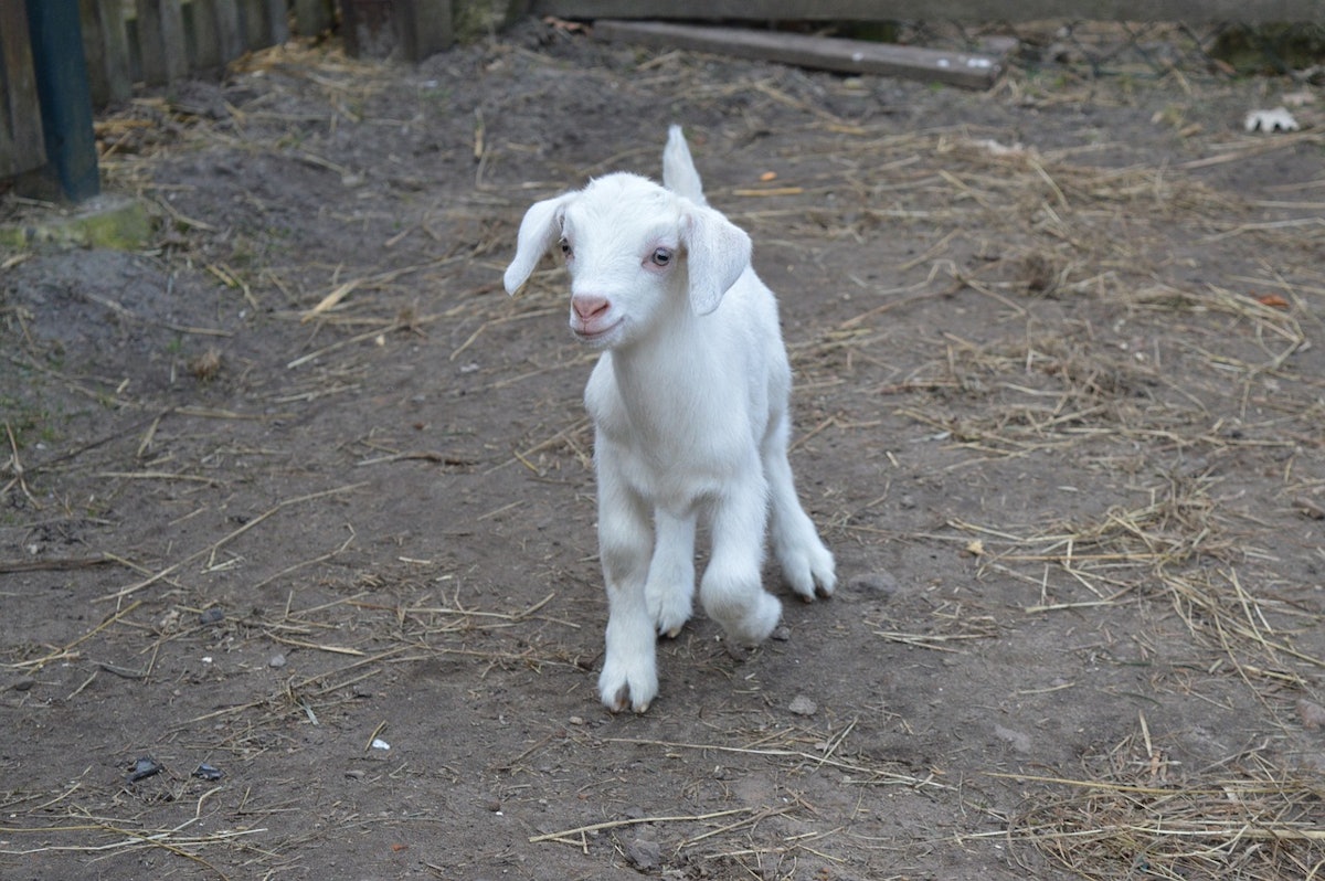 Minnesota state vet says HPAI unlikely to unfold previous goats