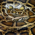 Reticulated Python Snake