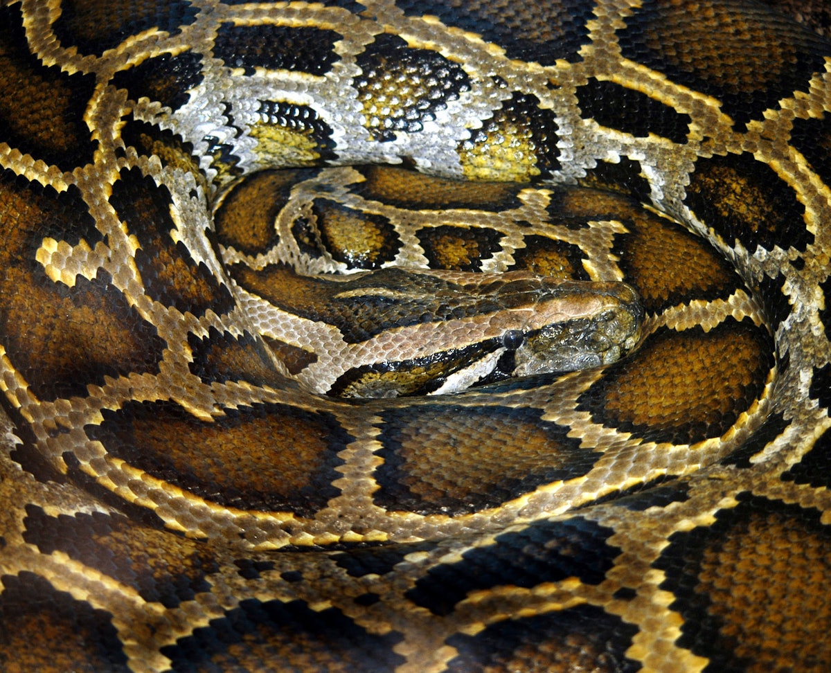 Could pythons replace conventional livestock on our plates ...