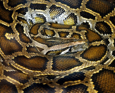 Reticulated Python Snake