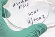 Avian Flu Petri Dish