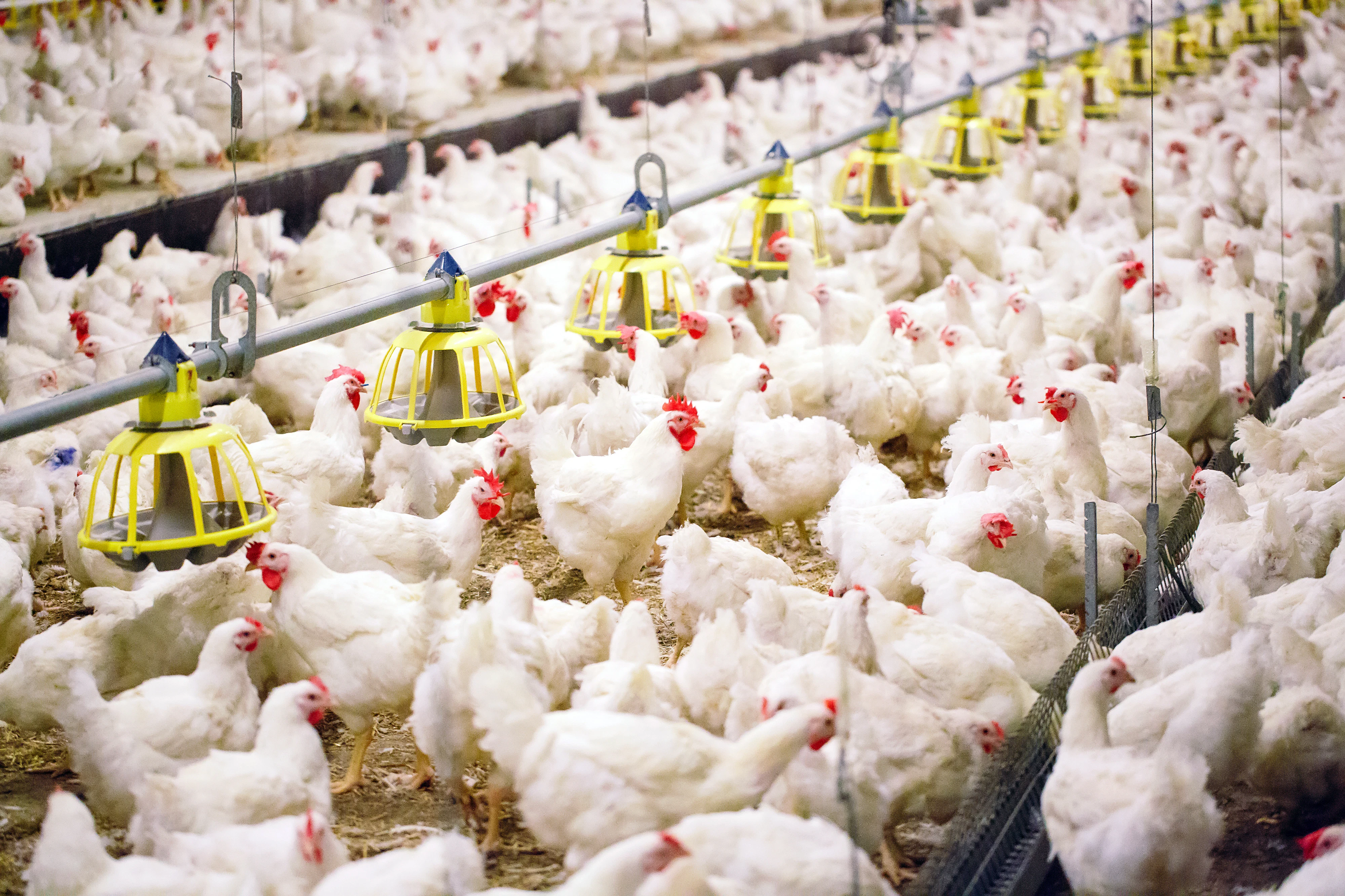 Taiwan, Philippines confirm further HPAI outbreaks in poultry - Vimarsana News