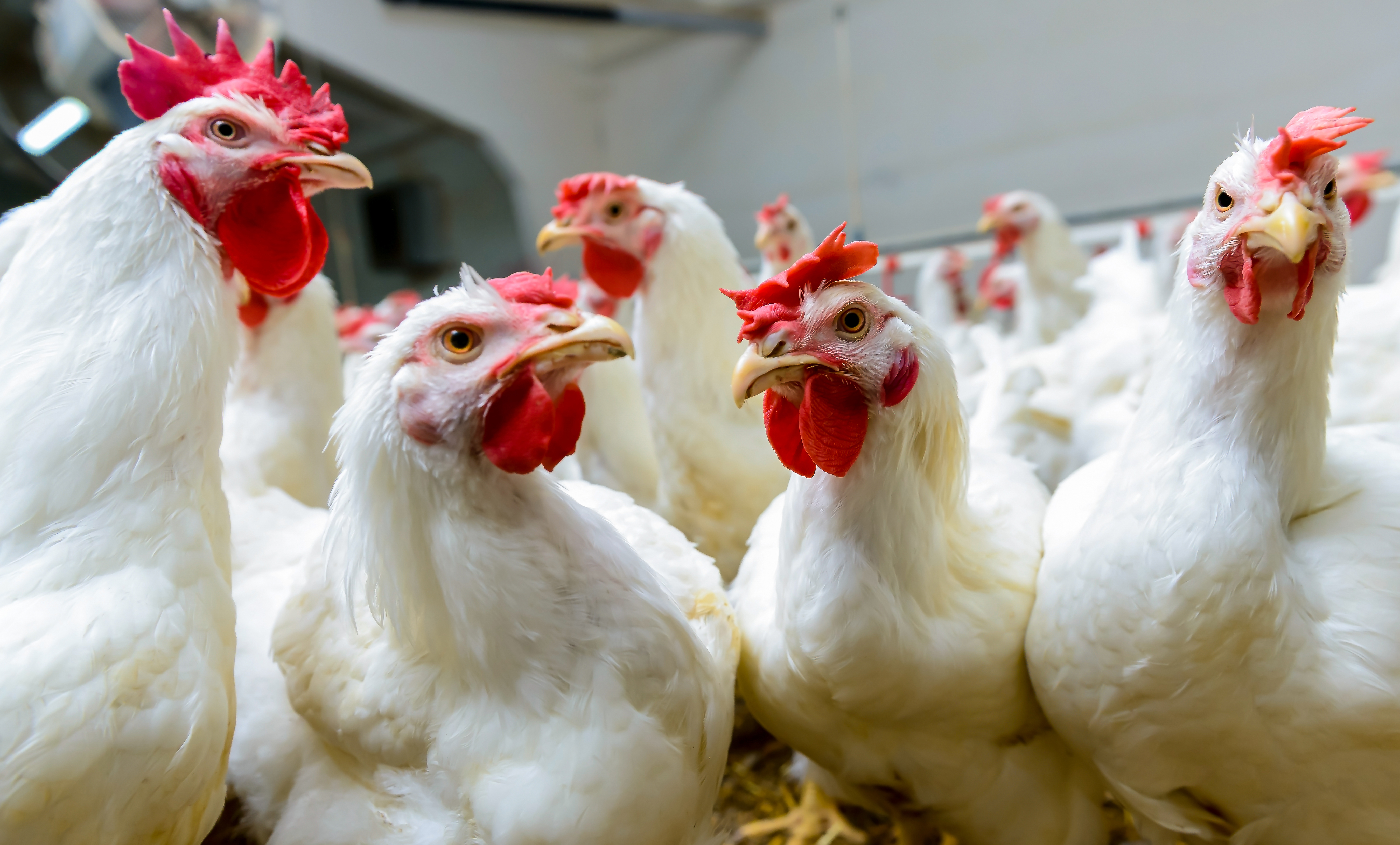 Broilers Farm Production