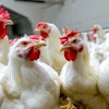 Broilers Farm Production