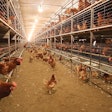 Brown Hens Cage Free Aviary Opening