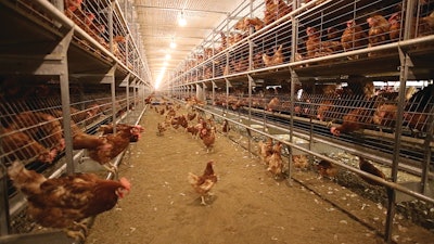 Brown Hens Cage Free Aviary Opening