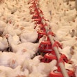 Cage Free Hens In Layer House