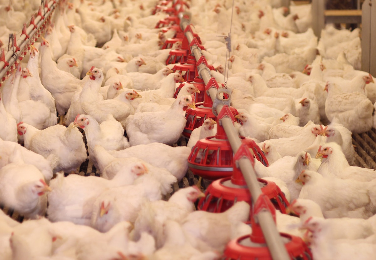 Texas case pushes North American HPAI chicken losses previous 100M Texas case pushes North American HPAI chicken losses previous 100M