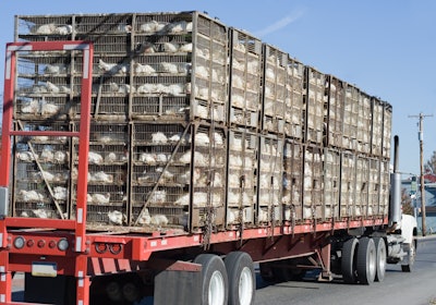 Chickens In Crates On Truck 2