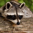 Highly pathogenic avian influenza of the H5N5 serotype has been confirmed in raccoons in Canada.