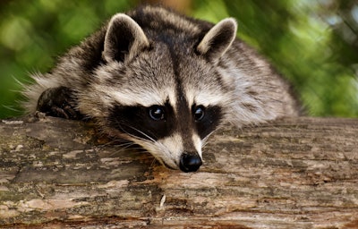 Highly pathogenic avian influenza of the H5N5 serotype has been confirmed in raccoons in Canada.