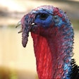 Turkey Face Closeup 2