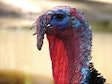 Turkey Face Closeup 2