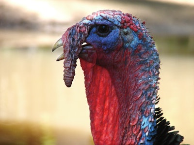 Turkey Face Closeup 2