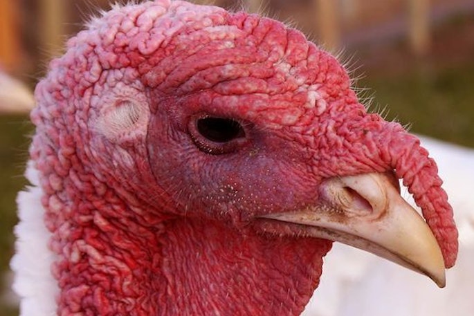White Turkey Closeup
