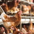 Adapting diet to varying production systems, be they for layers or broilers, can help to optimize production in alignment with local market demands.