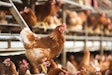 Adapting diet to varying production systems, be they for layers or broilers, can help to optimize production in alignment with local market demands.