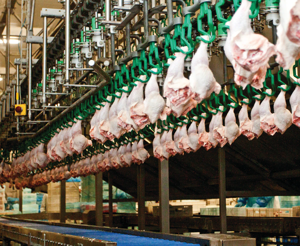 Processores Broiler Brazil's broiler, egg output to continue rising in 2024 | WATTPoultry.com