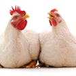 Broilers Two White Background