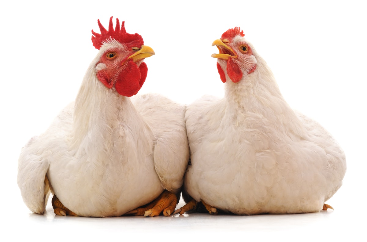 Tyson CEO says USDA hen provide forecast too optimistic