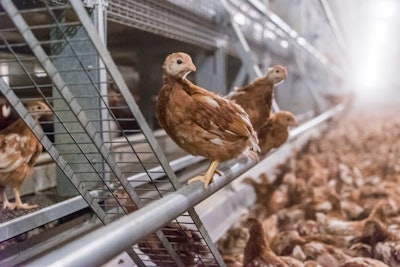 Brown Egg Laying Pullet Cage Free