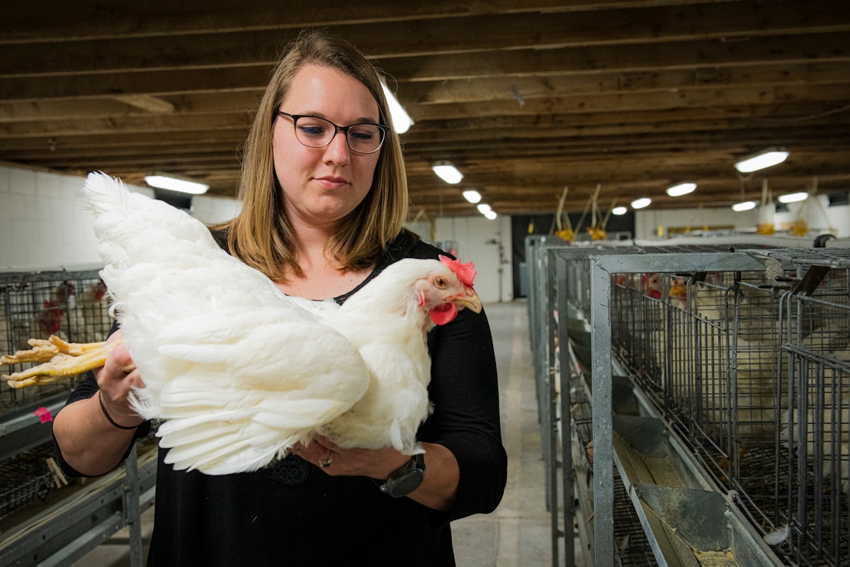 Water-efficient hen additionally improved feed conversion Water-efficient hen additionally improved feed conversion