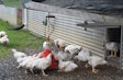 Perdue Chickens