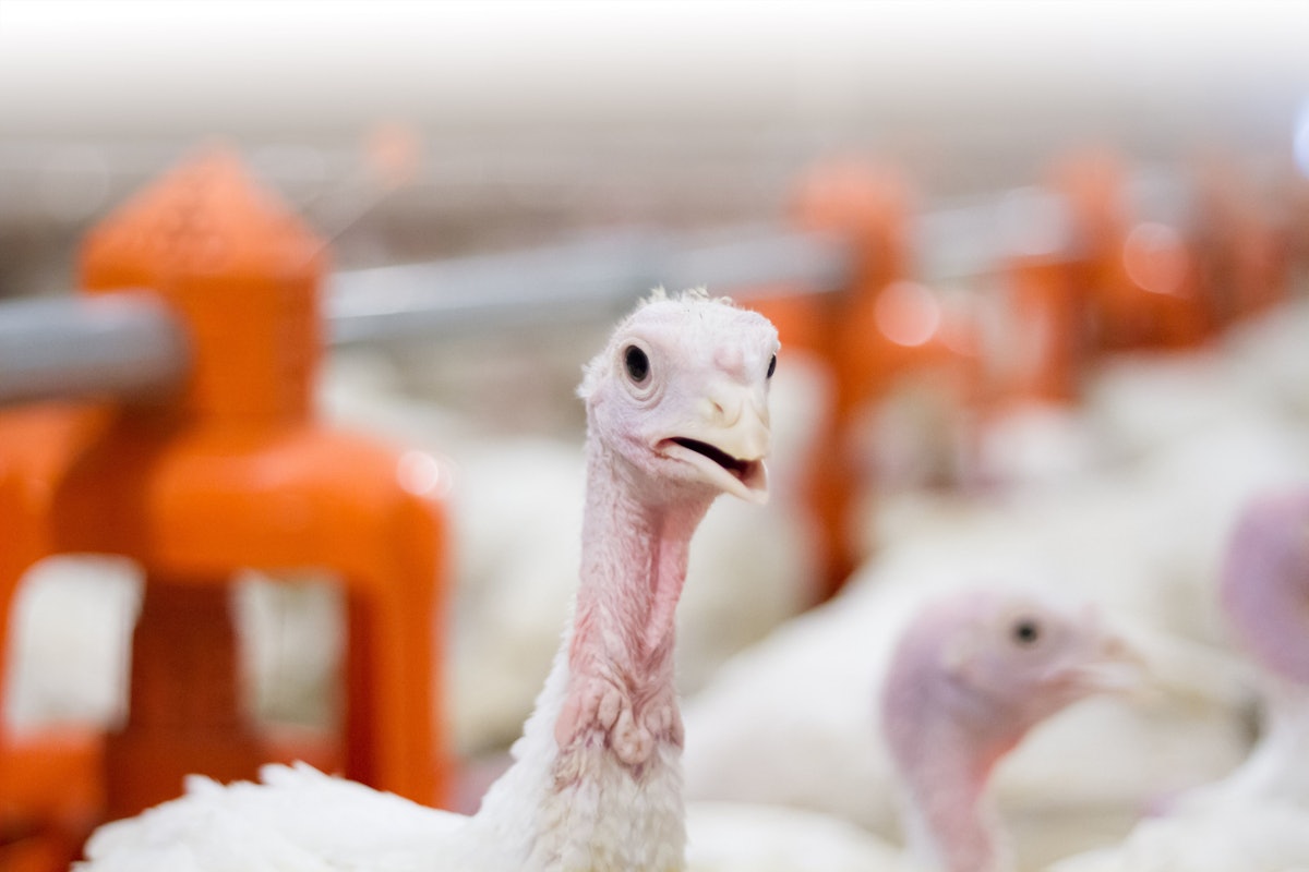 Avian flu hits 2 turkey flocks in Stearns County, Minnesota