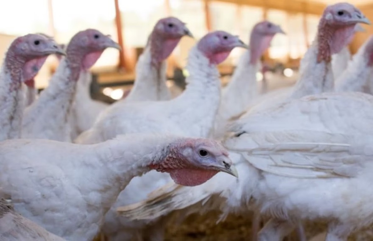 Avian Flu Infects Commercial Turkey Flock In Iowa 8521