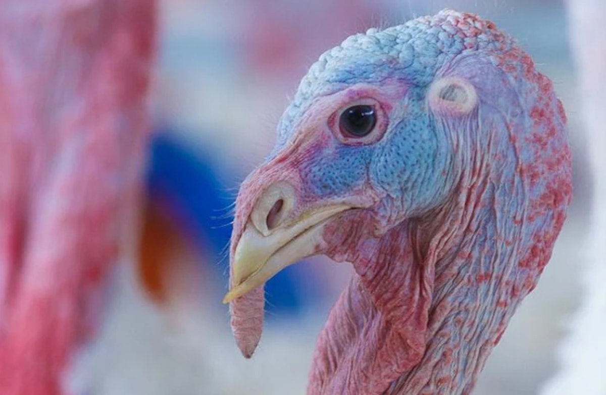 Extra Minnesota turkeys struck by avian influenza