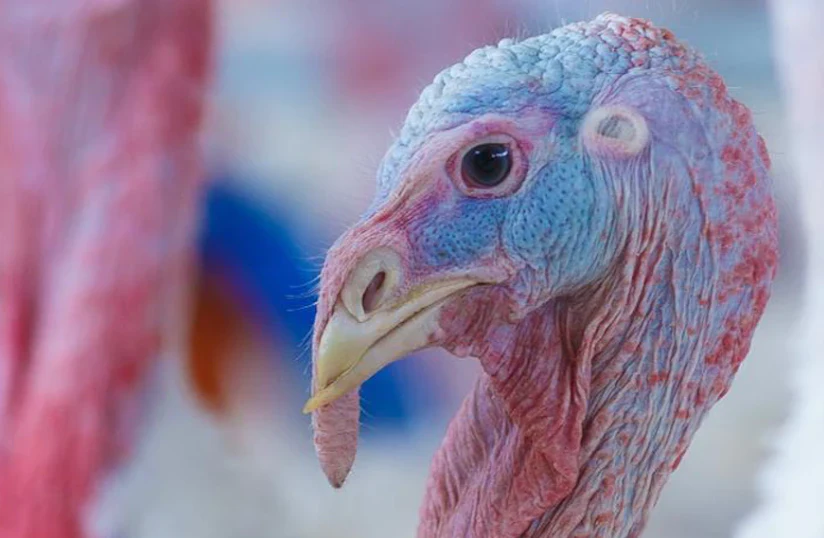 Problem Turkey Is Facing 4 more Canadian turkey farms hit by turkey rhinotracheitis ...