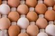 Brown Eggs In Carton1