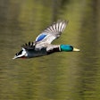 Male Mallard Duck Flying Over Water