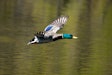 Male Mallard Duck Flying Over Water