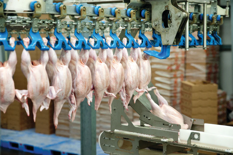 Processores Broiler Navigating the shift to automation in poultry processing | WATTPoultry.com