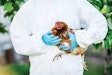 Biosecurity will continue to remain key to poultry disease control – both now and in the future.