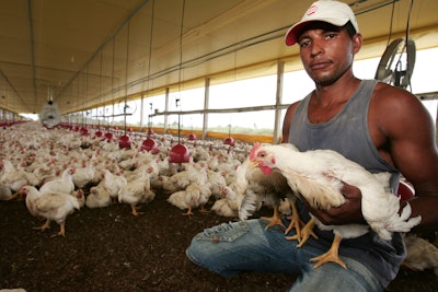 Brazilian Chicken Farmer