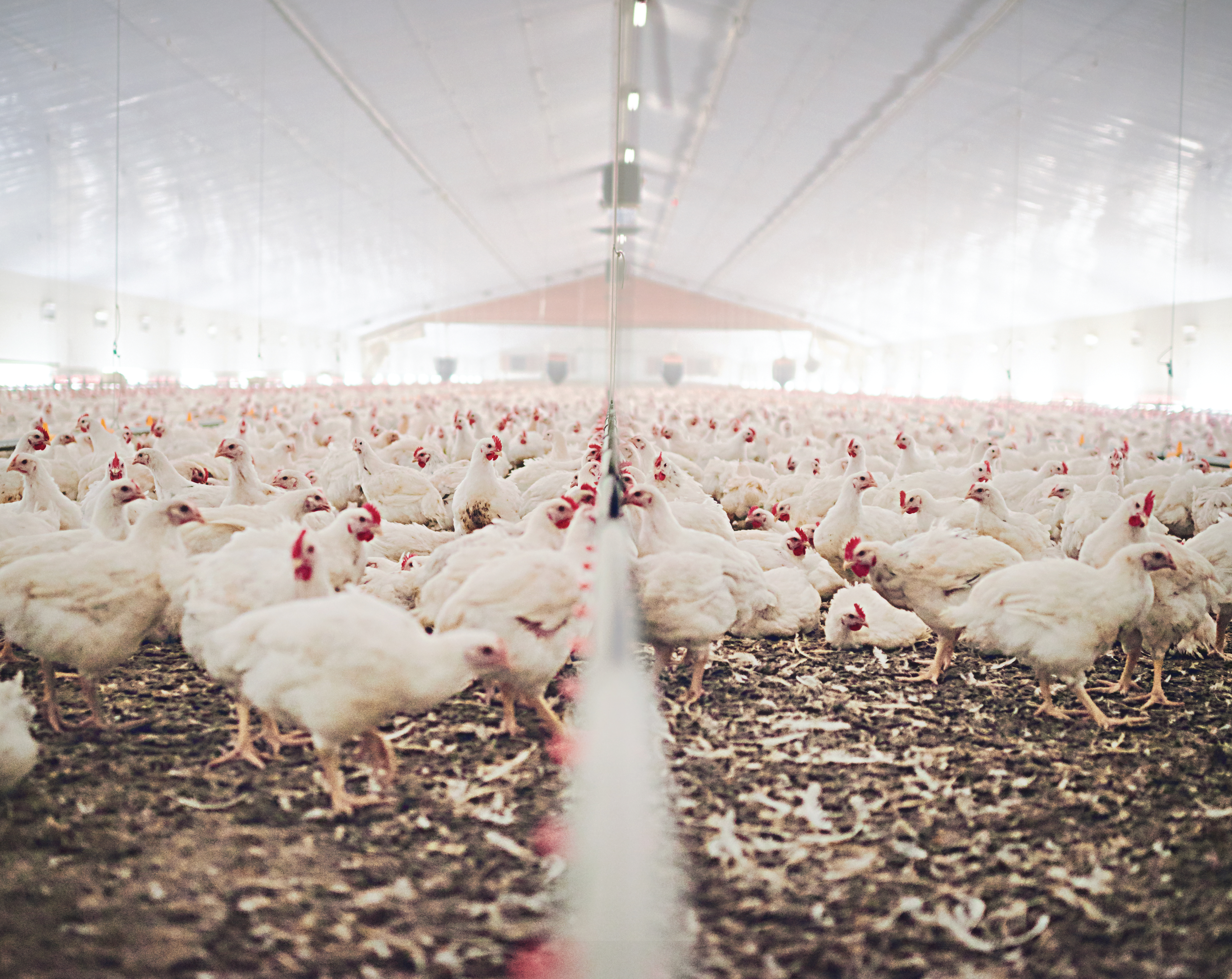 Australian farmers call for mandatory broiler code of conduct ...