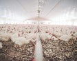 According to producers’ body the Australian Chicken Meat Federation, the Australian chicken industry was worth Aus$2.79 billion in 2021-2022, employing over 58,000 people.