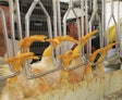 Today’s larger broilers have thicker legs which can cause difficulties in fully placing them into the shackles.
