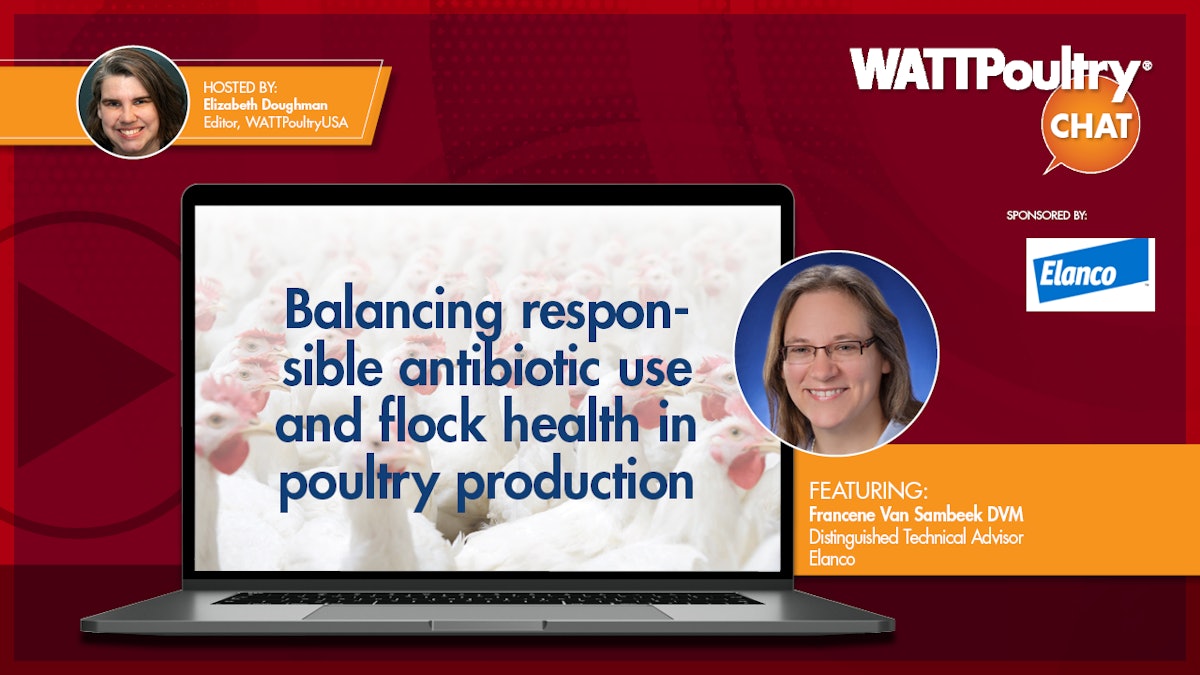Balancing accountable antibiotic use and flock well being in poultry manufacturing